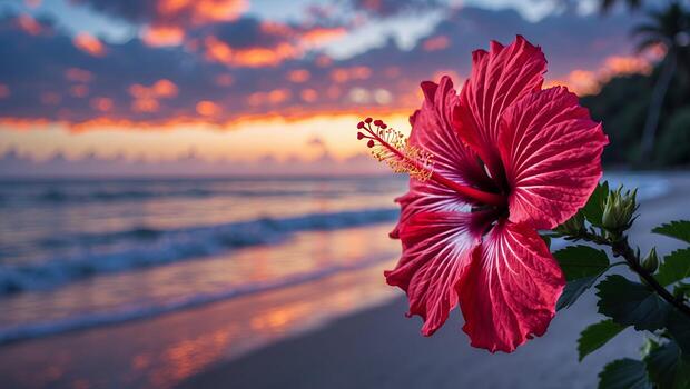 A red hibiscus flower in the foreground with a sunset beach and ocean behind